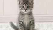gatos-adorables-2