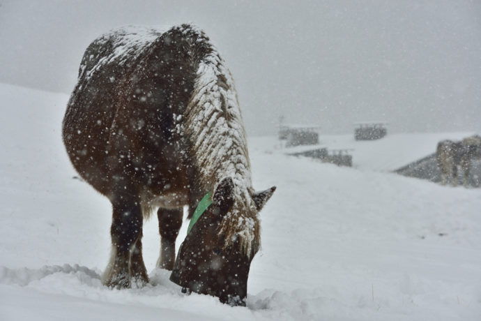 comida bajo nieve