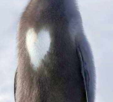 Un pingüino con un corazón en el pecho