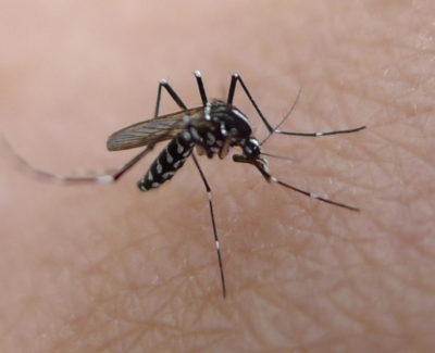 Cosas que debes saber de los mosquitos