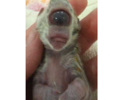 El gato que nació con un solo ojo